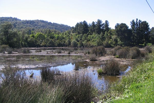 Peri-urban Reserve Llancahue