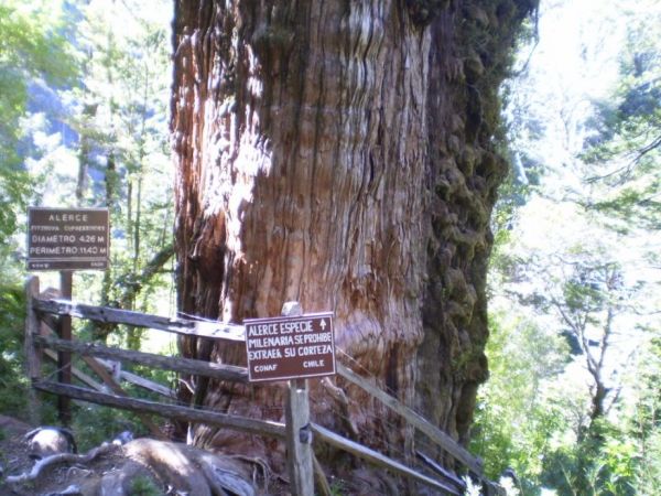 Alerce Costero National Park