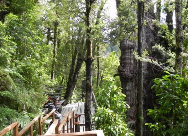 Alerce Costero  National Park